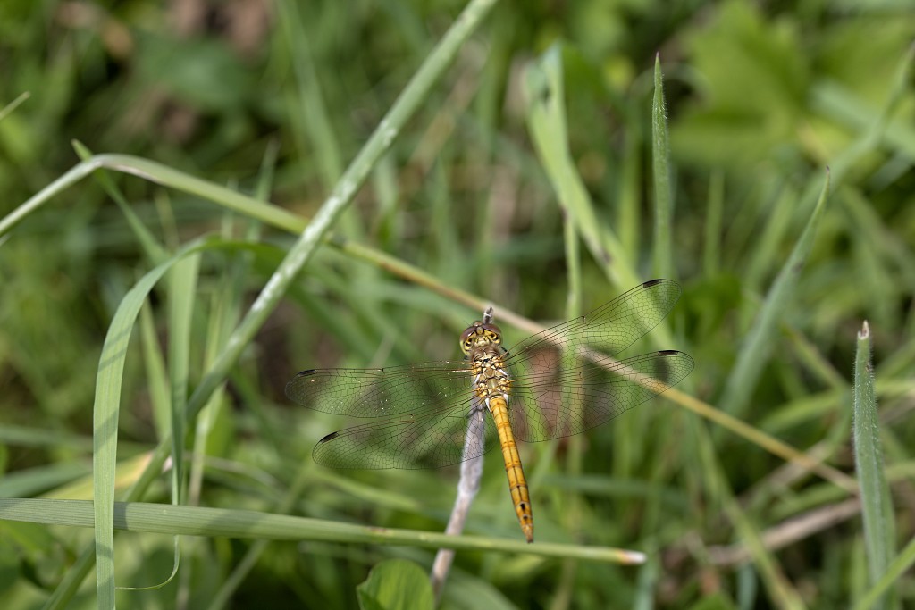 Sympetrum danae zwarterode heidelibel libellen libel insect insecten juffers juffer odonata anisoptera zygoptera waterjuffers fauna waterjuffer larve